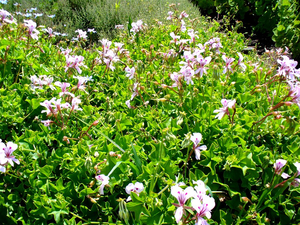Pelargonium peltatum