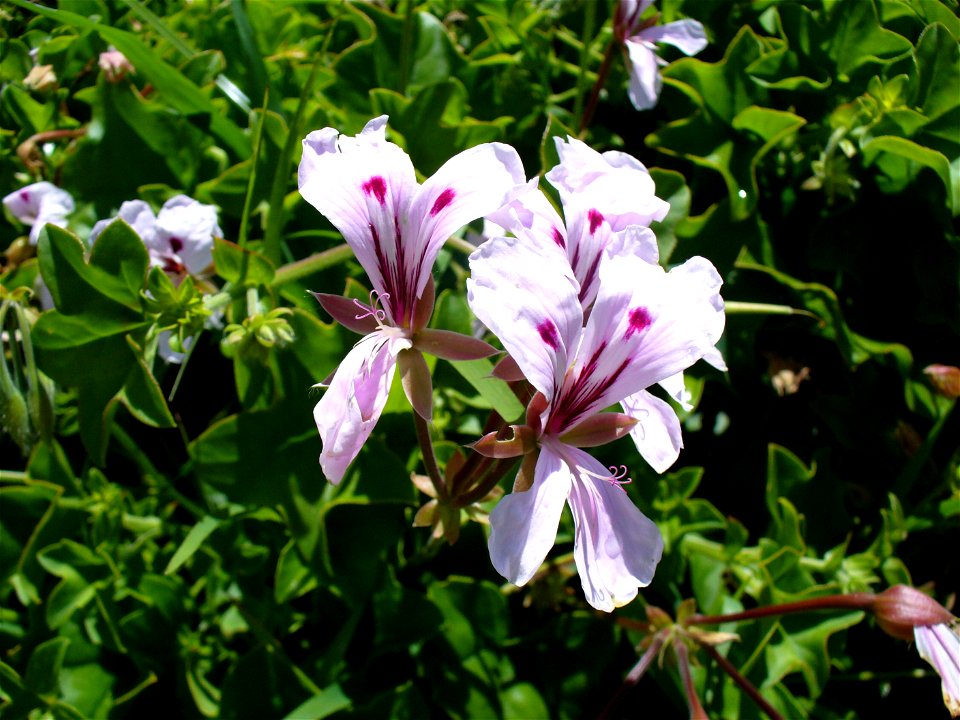 Ivy leaved pelargonium