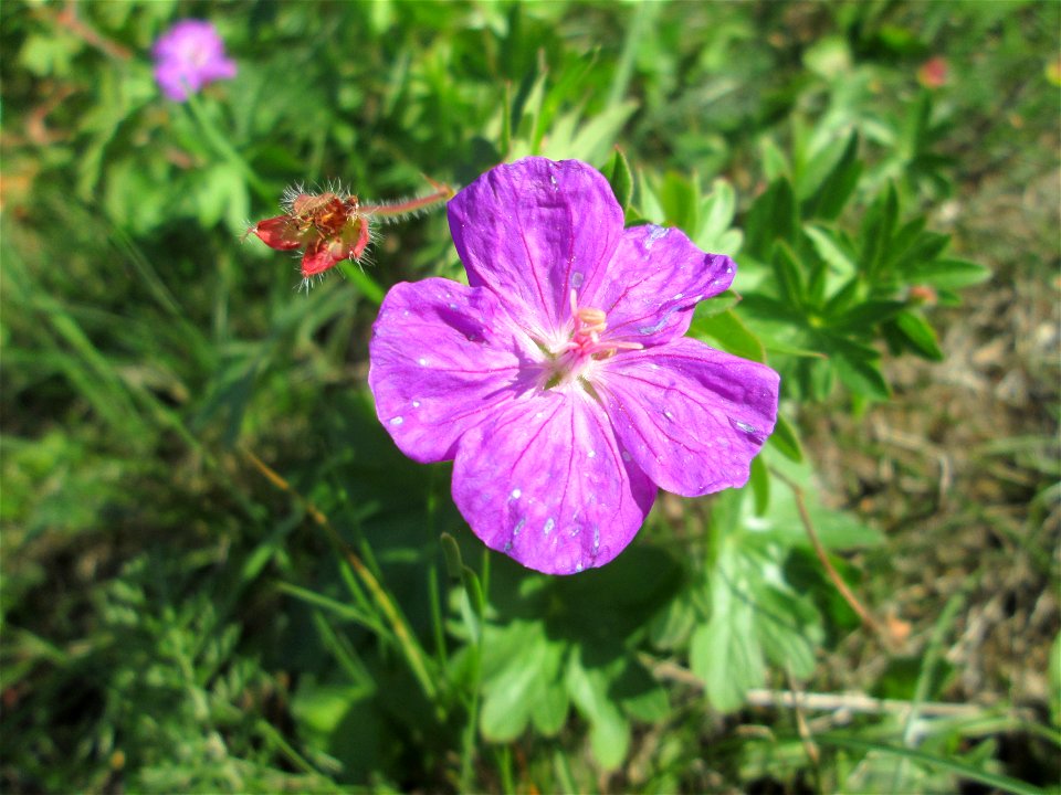 Blutroter Storchschnabel (Geranium sanguineum) am Osthafen Saarbrücken
