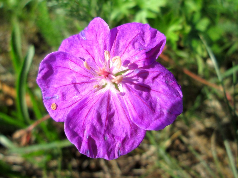 Blutroter Storchschnabel (Geranium sanguineum) am Osthafen Saarbrücken