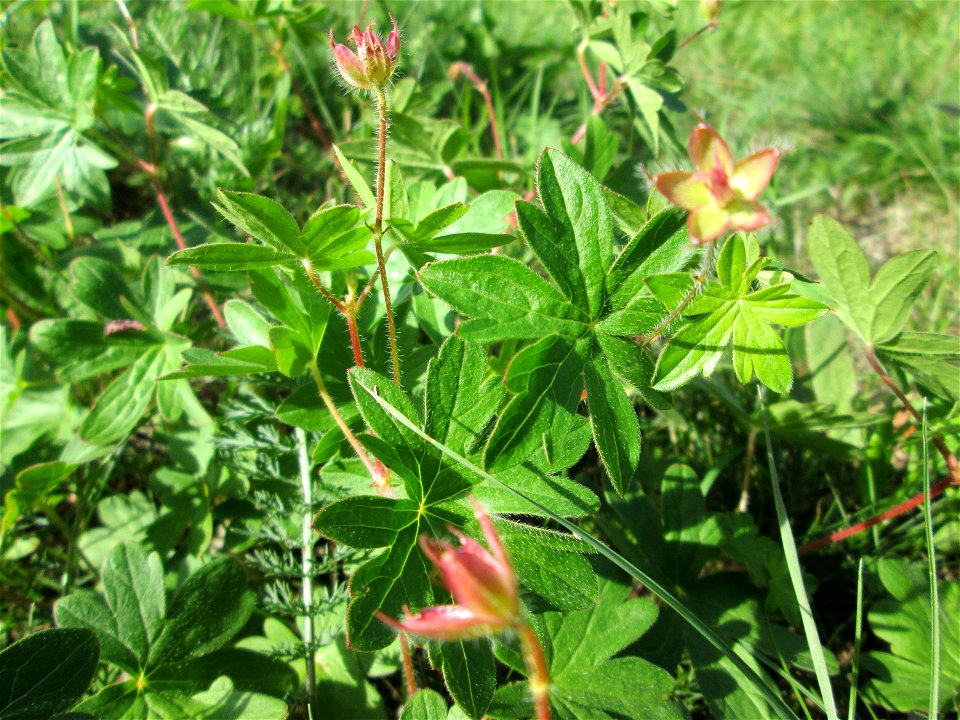 Blutroter Storchschnabel (Geranium sanguineum) am Osthafen Saarbrücken