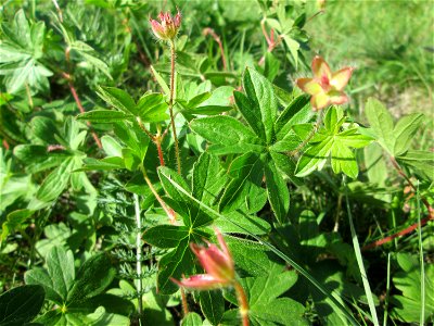 Blutroter Storchschnabel (Geranium sanguineum) am Osthafen Saarbrücken