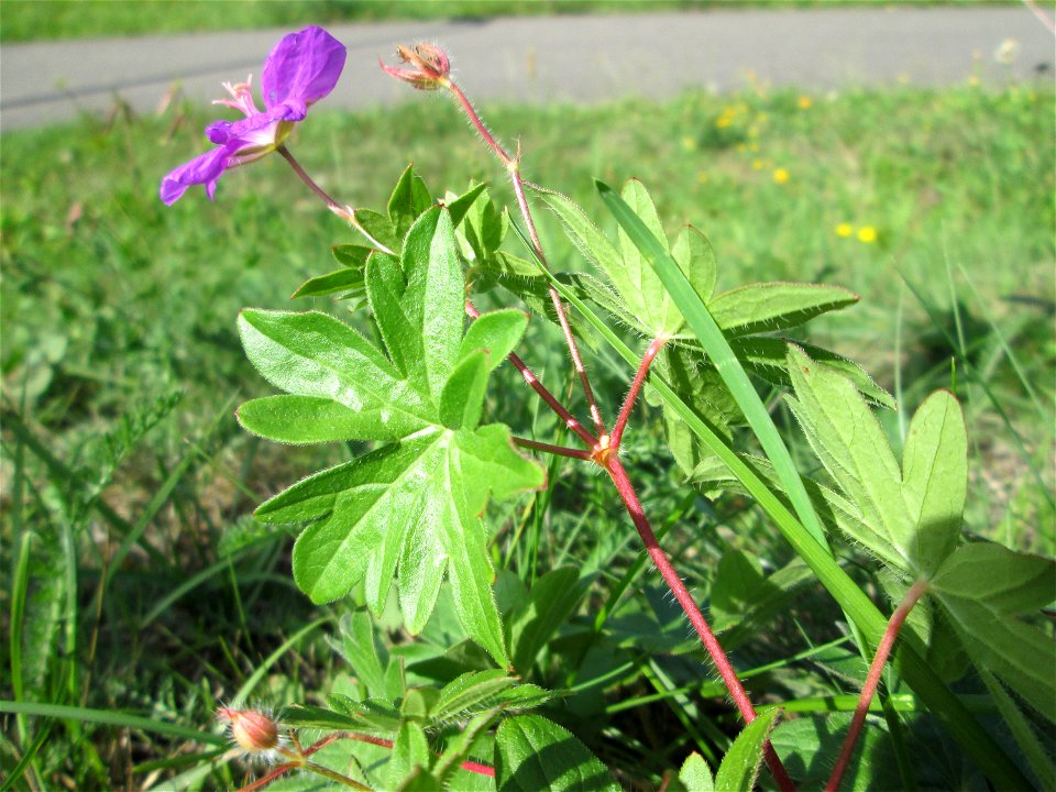 Blutroter Storchschnabel (Geranium sanguineum) am Osthafen Saarbrücken