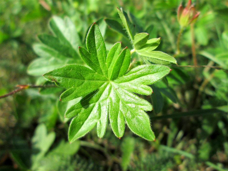 Blutroter Storchschnabel (Geranium sanguineum) am Osthafen Saarbrücken