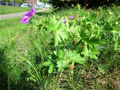 Blutroter Storchschnabel (Geranium sanguineum) am Osthafen Saarbrücken