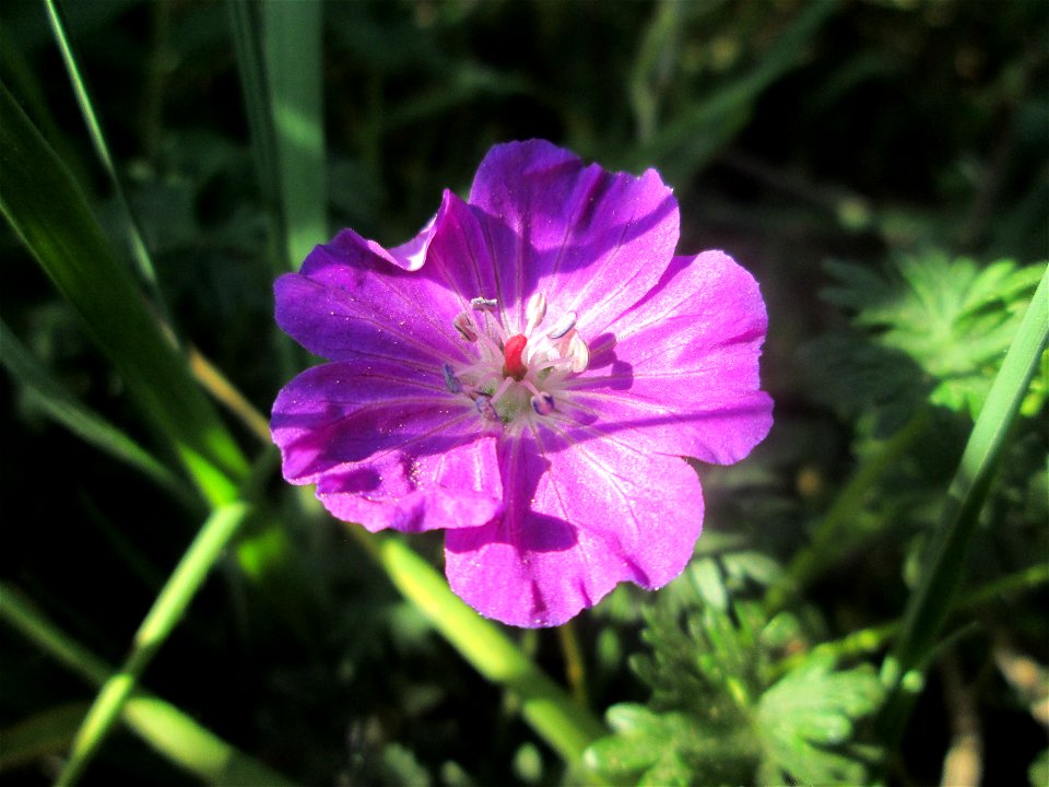 Blutroter Storchschnabel (Geranium sanguineum) in Brebach