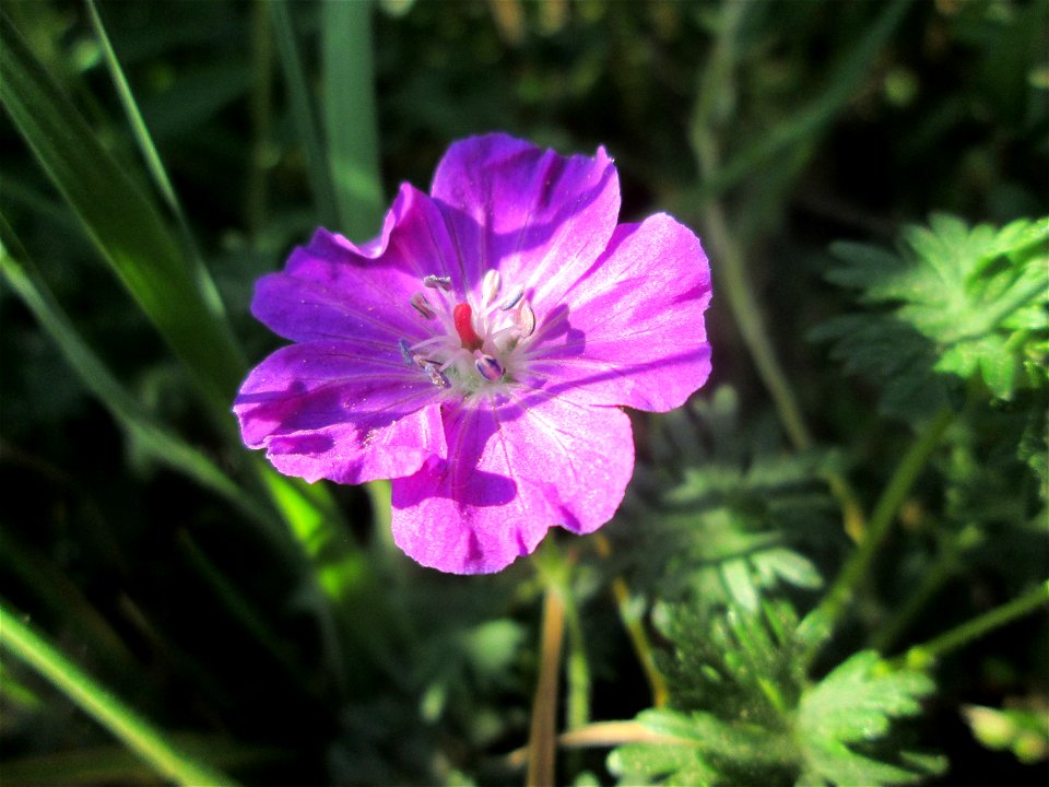 Blutroter Storchschnabel (Geranium sanguineum) in Brebach