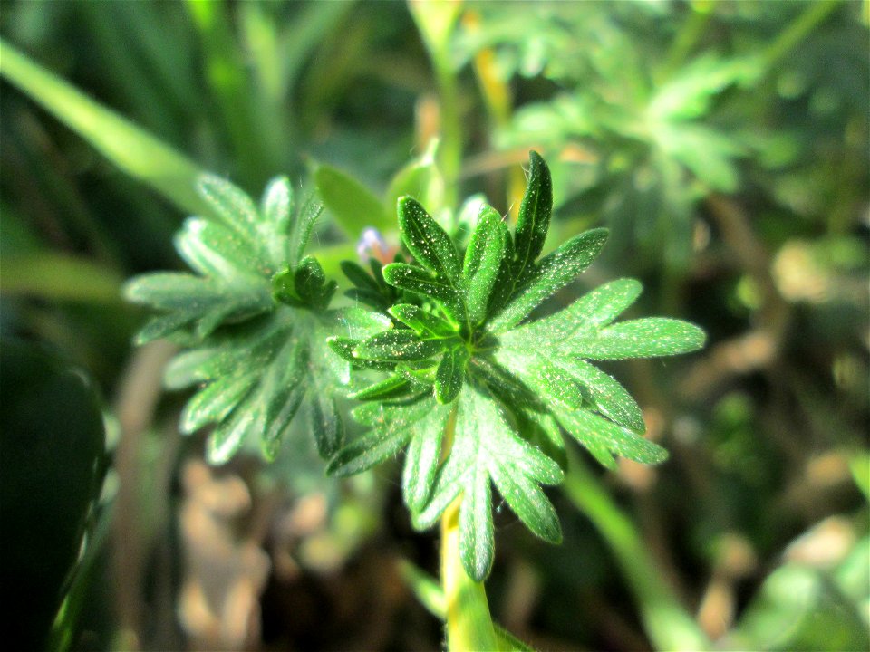 Blutroter Storchschnabel (Geranium sanguineum) in Brebach