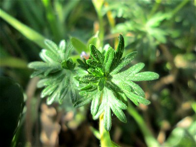 Blutroter Storchschnabel (Geranium sanguineum) in Brebach