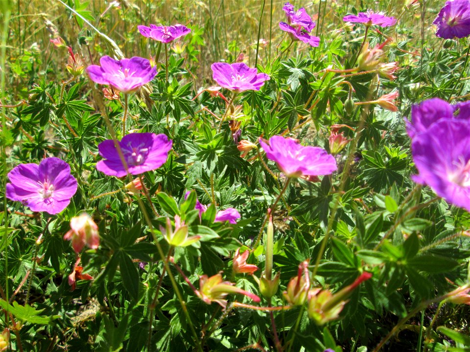 Blutroter Storchschnabel (Geranium sanguineum) am Osthafen Saarbrücken
