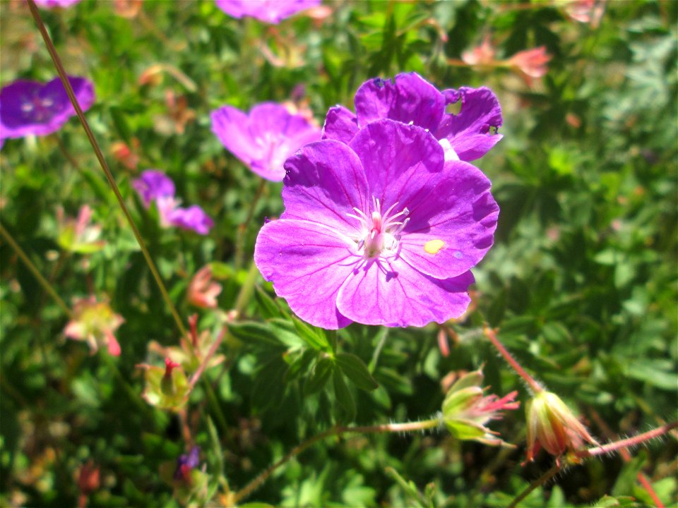 Blutroter Storchschnabel (Geranium sanguineum) am Osthafen Saarbrücken