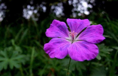 Violet flower (France)