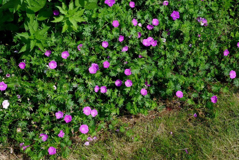 Geranium sanguineum 'Elsbeth'