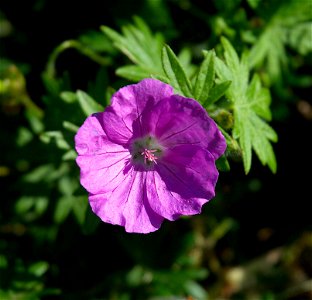 Geranium sanguineum 'Elsbeth'