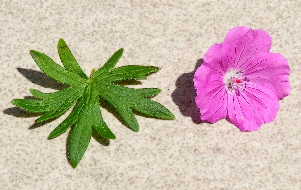 Geranium sanguineum 'Elsbeth'