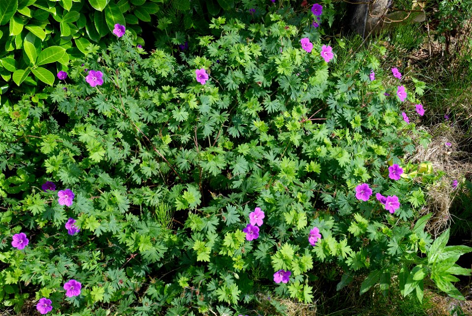 Geranium sanguineum 'Leeds form'