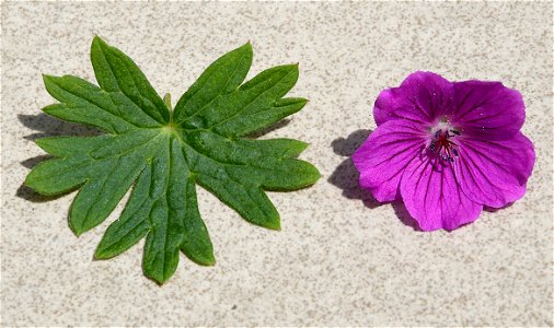 Geranium sanguineum 'Leeds form'