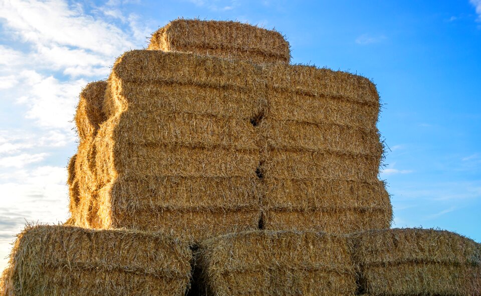 Agriculture animal husbandry livestock