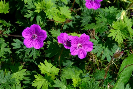 Geranium sanguineum 'Leeds form'