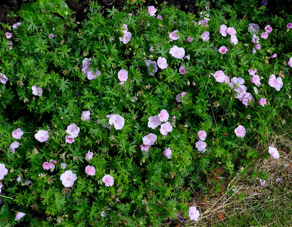 Geranium sanguineum var. striatum