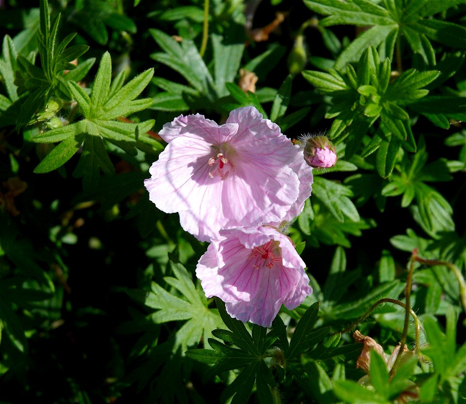 Geranium sanguineum var. striatum