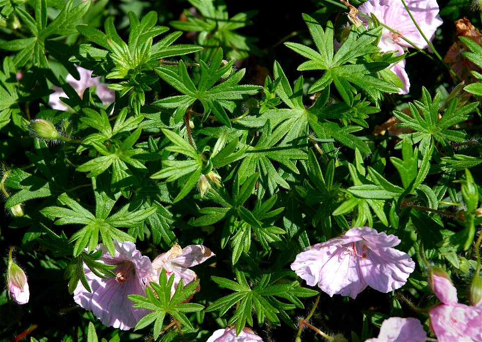 Geranium sanguineum var. striatum