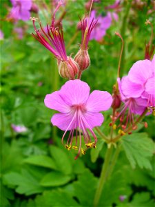 I am the originator of this photo. I hold the copyright. I release it to the public domain. This photo depicts Geranium flowers. photo