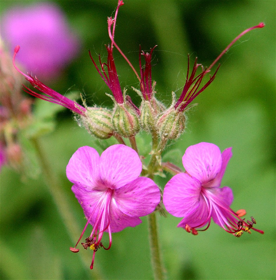 Geranium nacrorrhizum