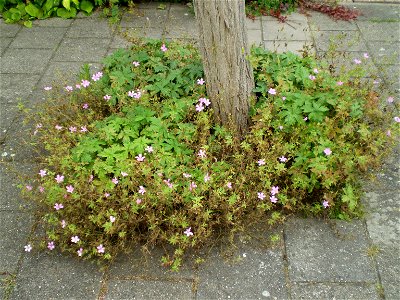 Unidentified Geranium