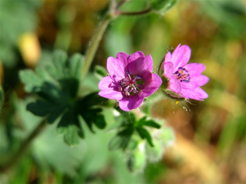 Weicher Storchschnabel (Geranium molle) im Schwetzinger Hardt