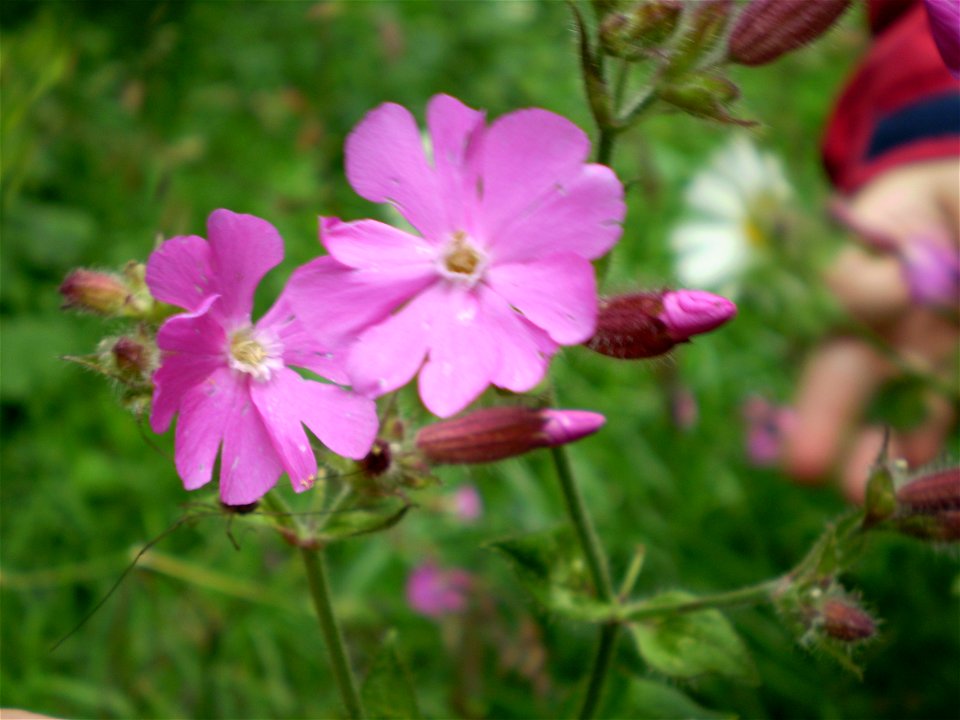 Unidentified Geranium Silene
