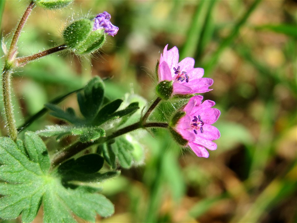Weicher Storchschnabel (Geranium molle) im Schwetzinger Hardt