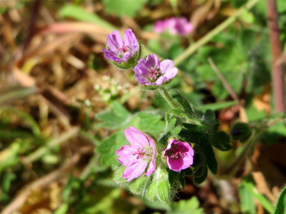 Weicher Storchschnabel (Geranium molle) im Schwetzinger Hardt