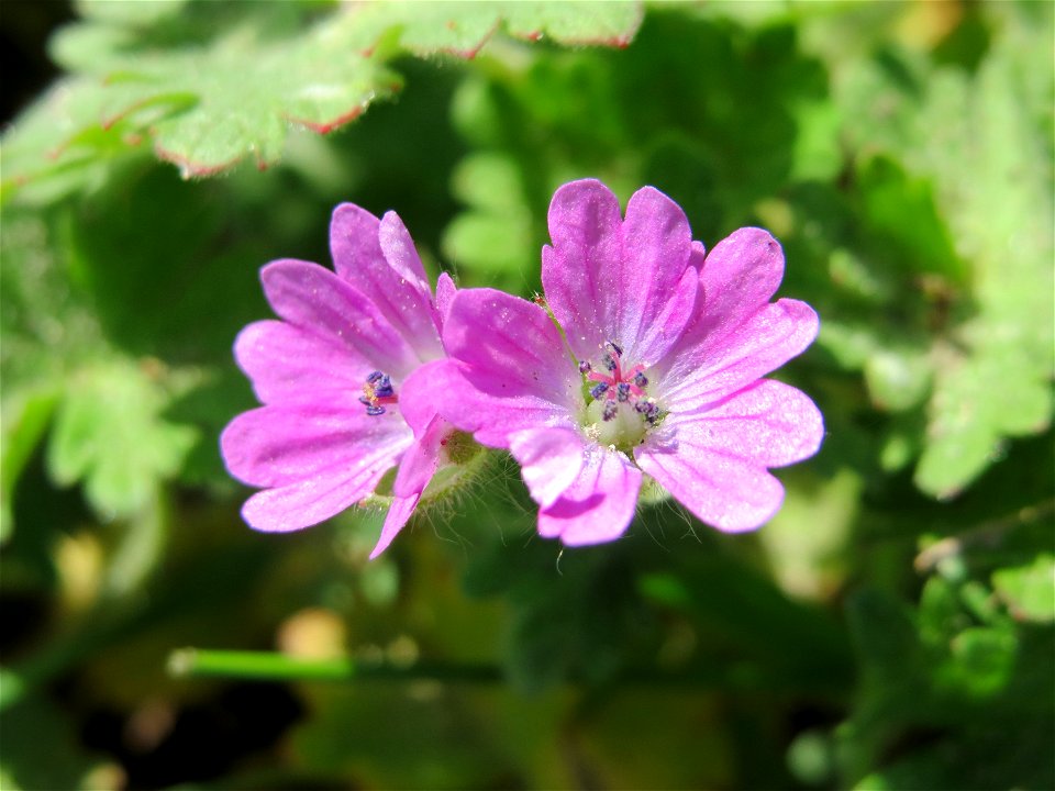 Weicher Storchschnabel (Geranium molle) bei Reilingen