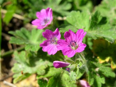 Weicher Storchschnabel (Geranium molle) bei Reilingen photo