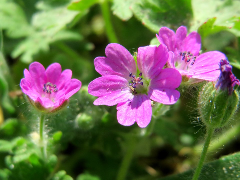 Weicher Storchschnabel (Geranium molle) bei Reilingen photo