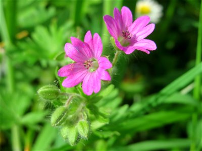 Weicher Storchschnabel (Geranium molle) im Bürgerpark Saarbrücken