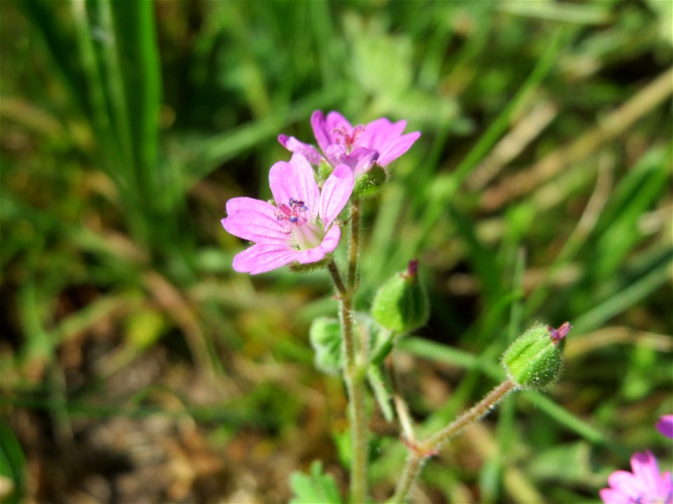 Weicher Storchschnabel (Geranium molle) im Landschaftsschutzgebiet Hockenheimer Rheinbogen