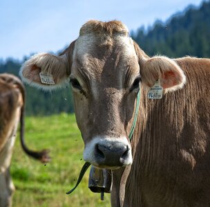Cowboy brown milk cow photo