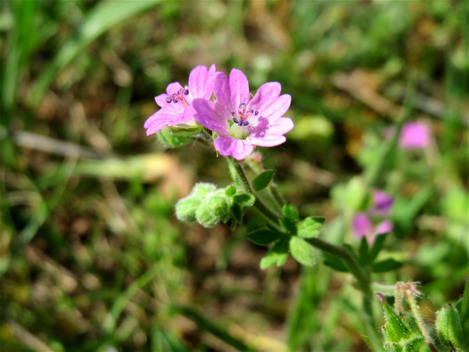 Weicher Storchschnabel (Geranium molle) im Landschaftsschutzgebiet Hockenheimer Rheinbogen