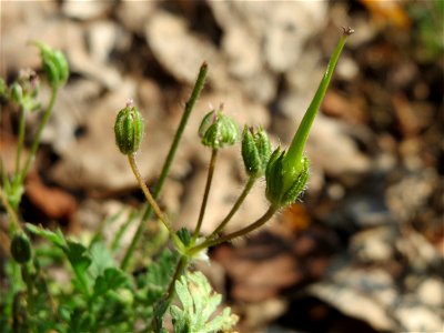 Weicher Storchschnabel (Geranium molle) bei Hockenheim