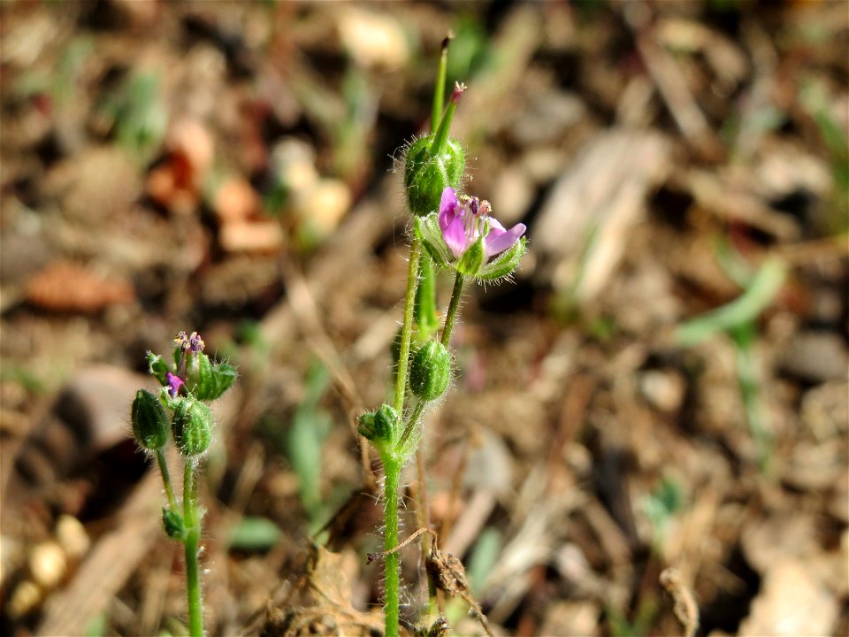Weicher Storchschnabel (Geranium molle) bei Hockenheim