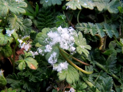 Verschneite Blätter vom Weichen Storchschnabel (Geranium molle) in Hockenheim