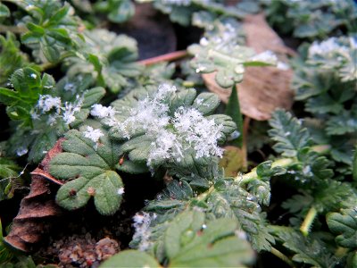 Verschneite Blätter vom Weichen Storchschnabel (Geranium molle) in Hockenheim