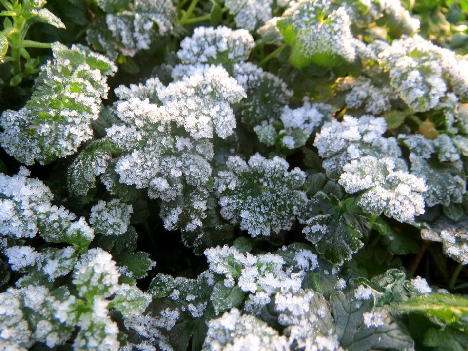 Vereiste Blätter vom Weichen Storchschnabel (Geranium molle) in Hockenheim