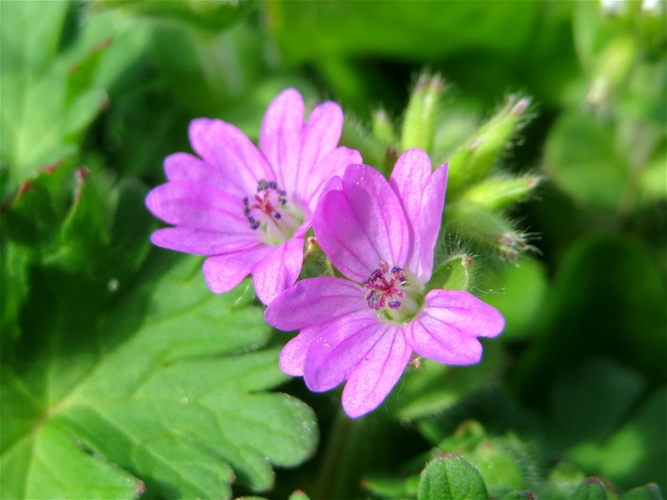 Weicher Storchschnabel (Geranium molle) im Neuenheimer Feld in Heidelberg
