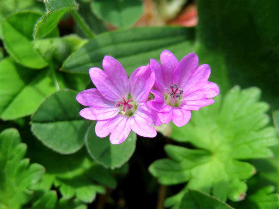 Weicher Storchschnabel (Geranium molle) im Neuenheimer Feld in Heidelberg