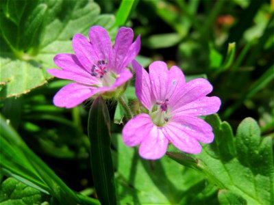 Weicher Storchschnabel (Geranium molle) in der Kurfürsten-Anlage in Heidelberg