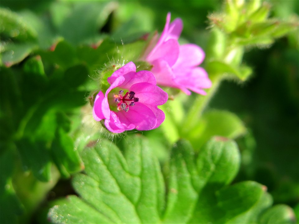 Weicher Storchschnabel (Geranium molle) im Neuenheimer Feld in Heidelberg