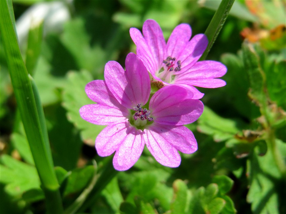 Weicher Storchschnabel (Geranium molle) in der Kurfürsten-Anlage in Heidelberg